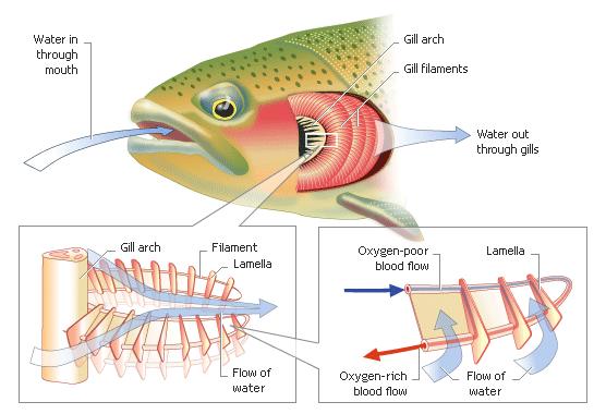Water flows in through the mouth and out through the gills. Gills contain blood vessels for gas exchange.
