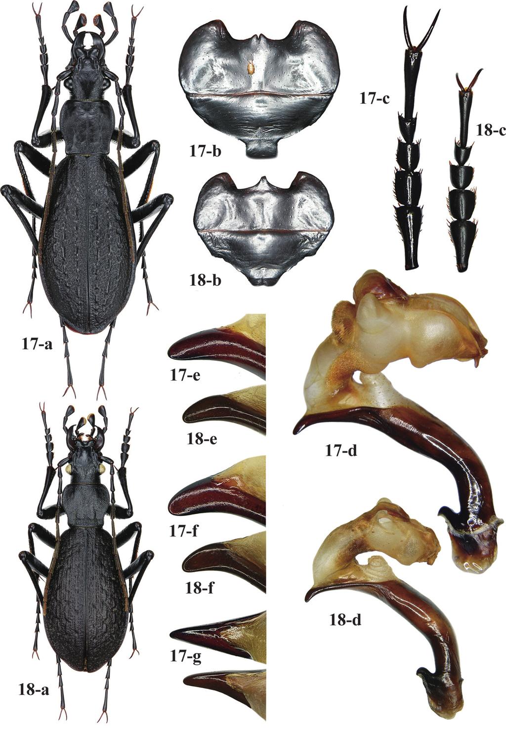 Description of a New Pseudocoptolabrus 169 Figs. 17 18. 17, Carabus (Pseudocoptolabrus) watanabei IBJG6 (holotype) from Imau Bum of northern Myanmar; 18, C. (P.) zuzkae IBJG6 et BG :O>C6, sp. nov.