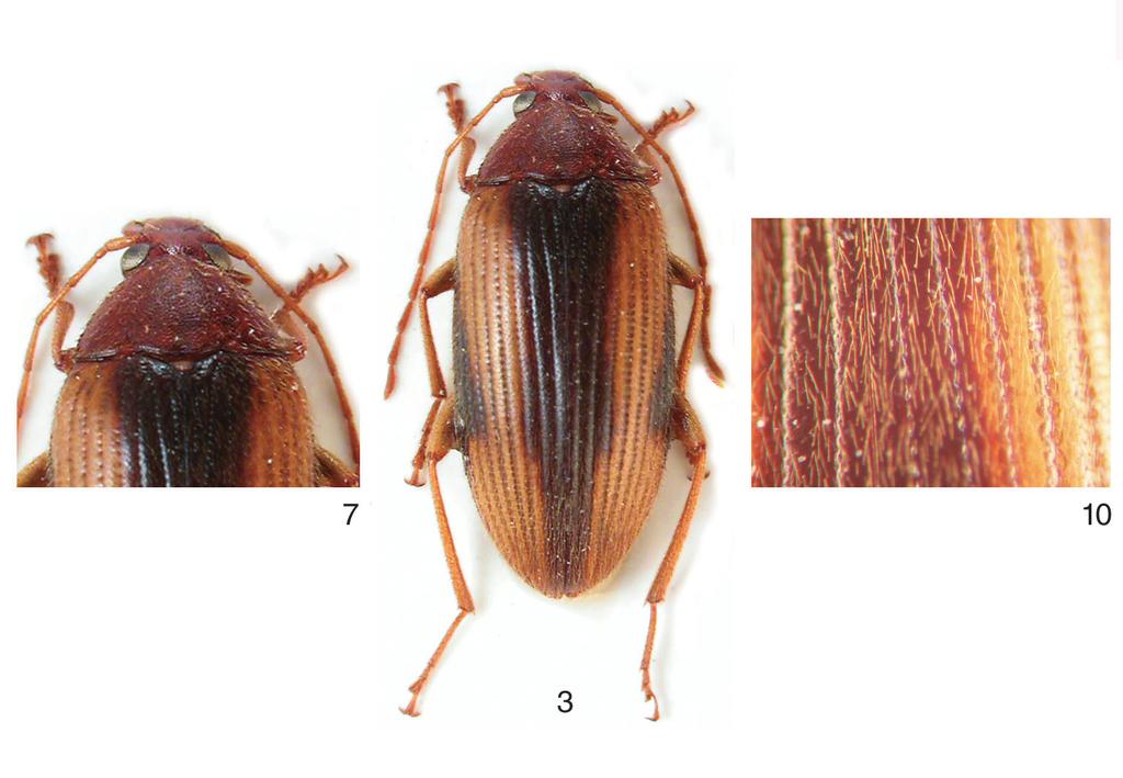 Figs: Borboresthes jaegeri sp. n.: 3- Habitus of female (Holotype); 7- Head and pronotum (Holotype); 10- Punctation of elytron. Elytron (Fig. 10). Bicolorous; light yellowish brown and dark brown.