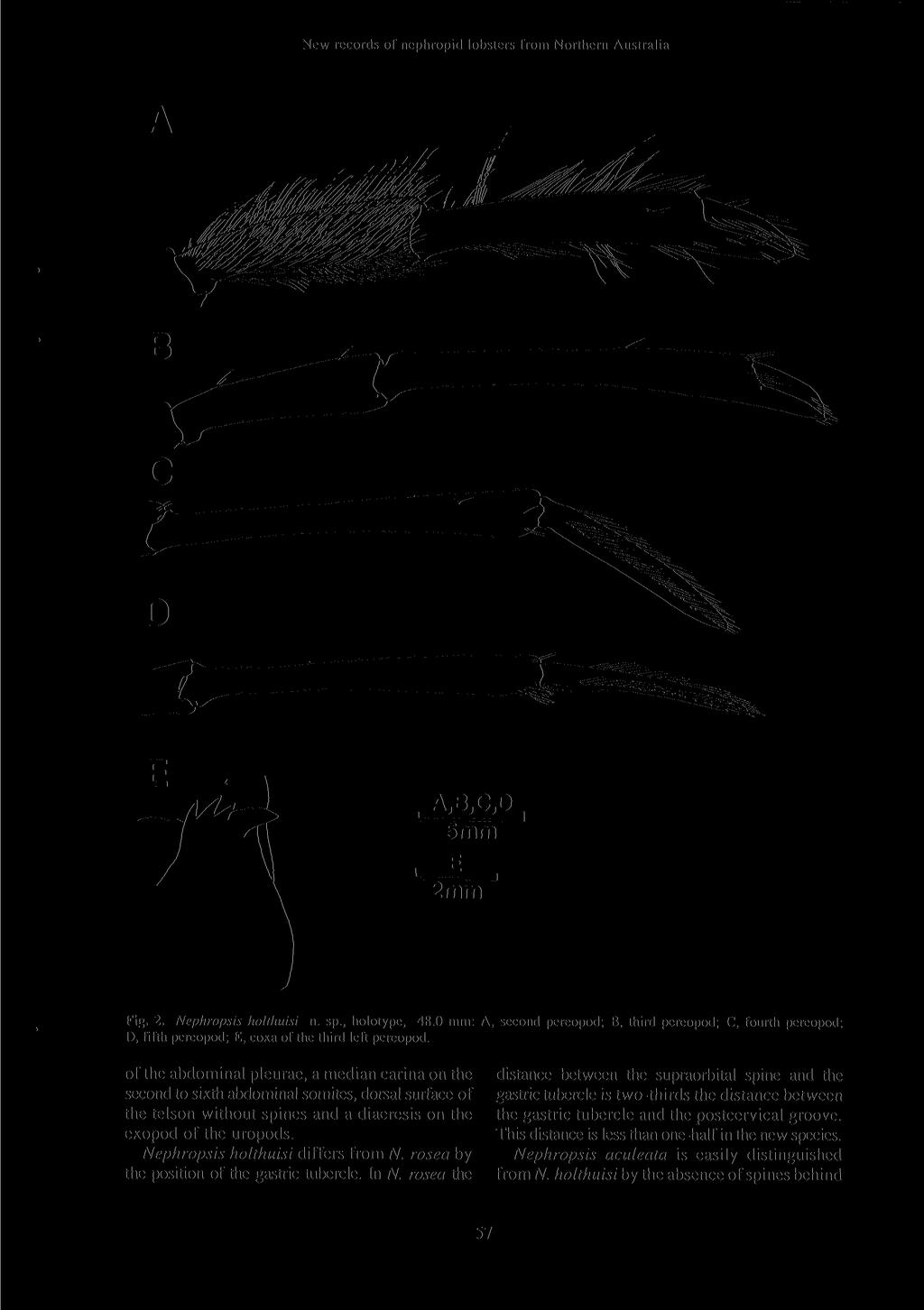 New records of nephropid lobsters from Northern Australia i ' : i 5mm E 2mm, Fig. 2. Nephropsis holthuisi n. sp., holotype, 48.0 mm: D, fifth pereopod; E, coxa of the third left pereopod.