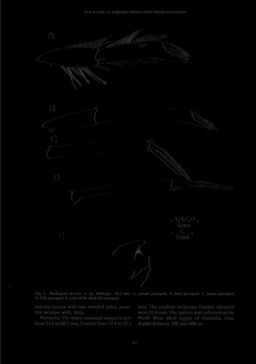 New records of nephropid lobsters from Northern Australia A,B,C,P, 5mm E, 2mm Fig. 5. Nephropsis serrata n. sp., holotype, 48.
