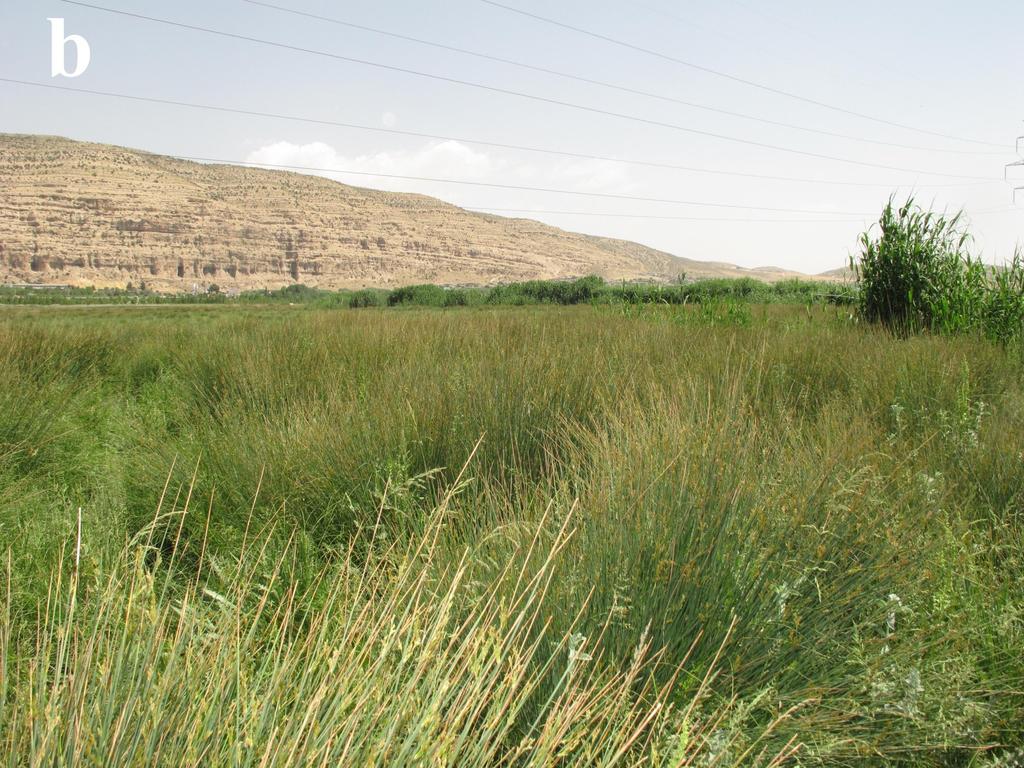 the spring-fed marshes of Arjan with Phragmites