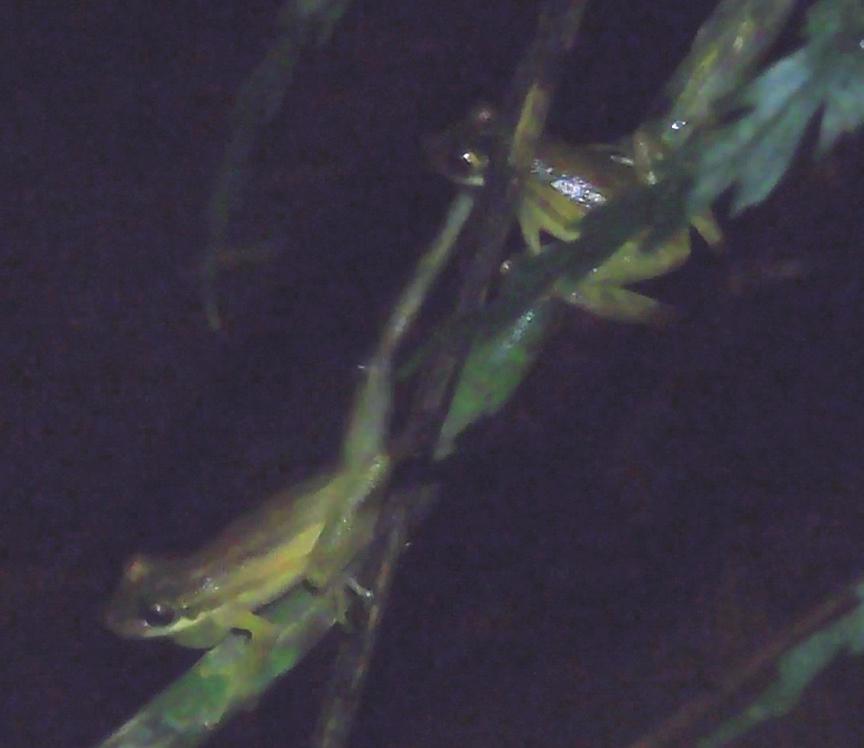(A) Two male Scinax cardosoi (ZUFMS 5627-5628); the left male displayed leg kicking to push the other male away.