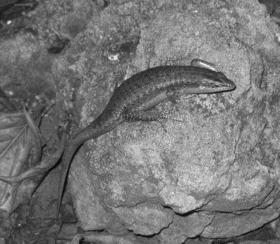 GERLACH Inter-island variation of Trachylepis smaller skinks to be more brightly patterned and this tendency is seen in the adults of the two species, with T. sechellensis being striped and T.
