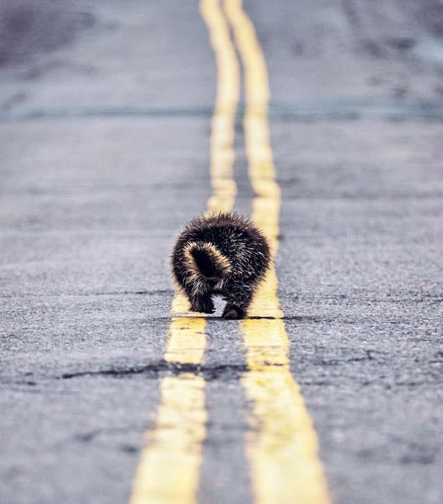 ONE OF THE GREATEST RISKS TO PORCUPINES IS BEING HIT BY CARS.