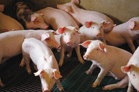 Essential oil compounds to the test: Cinergy TM and Biacid TM trials on swine and poultry in Vietnam To help producers in Vietnam reduce their reliance on AGP, Provimi collaborated with a local