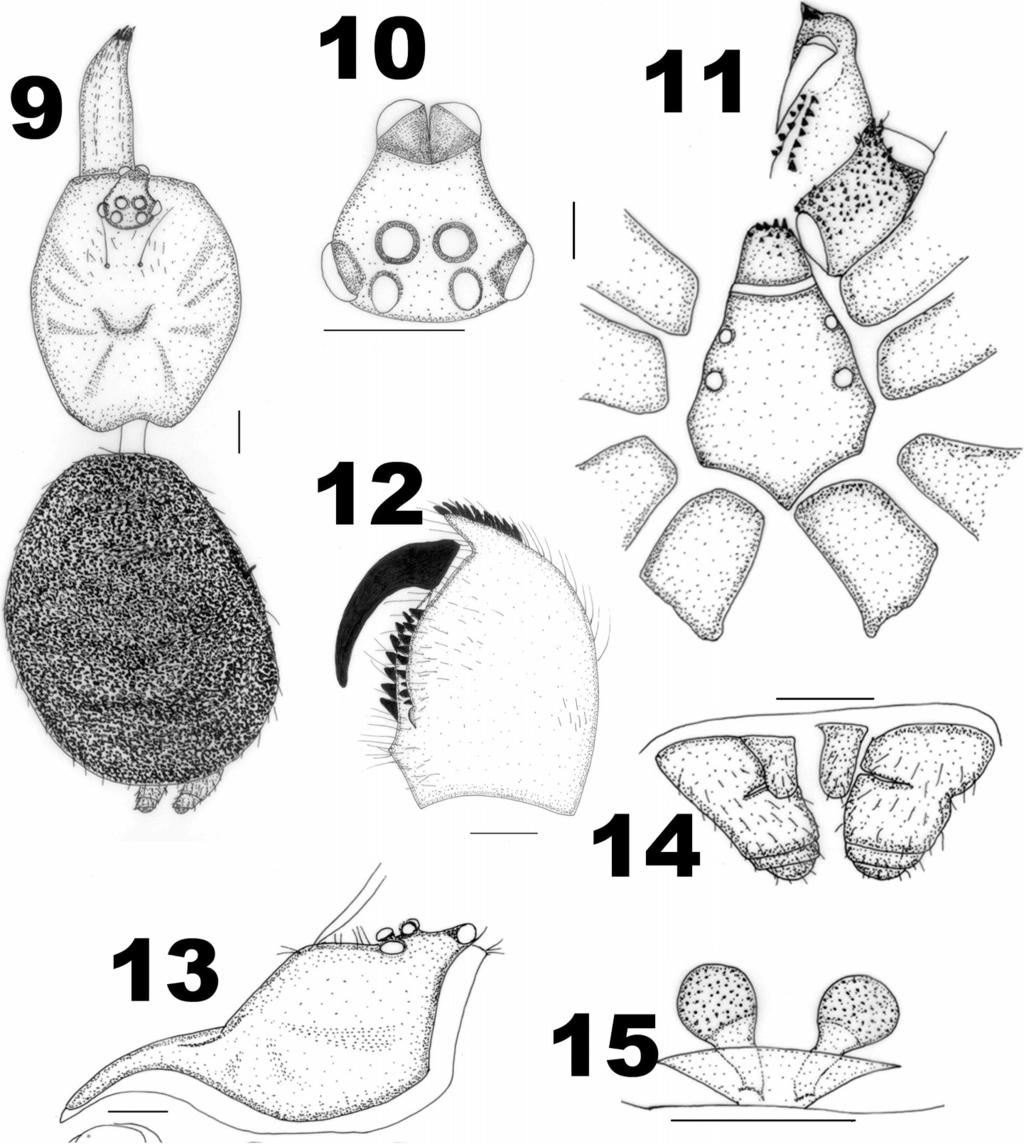 MIRZA & SANAP A NEW SPECIES OF IDIOPS FROM INDIA 87 Figures 9 15. Idiops bombayensis female from Aarey Milk Colony. 9. Cephalothorax and abdomen, dorsal view; 10.
