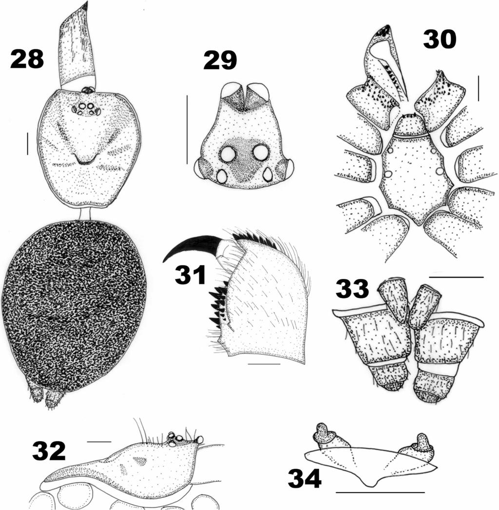 MIRZA & SANAP A NEW SPECIES OF IDIOPS FROM INDIA 91 Figures 28 34. Idiops rubrolimbatus sp. nov. female from Aarey Milk Colony. 28. Cephalothorax and abdomen, dorsal view; 29. Eyes; 30.