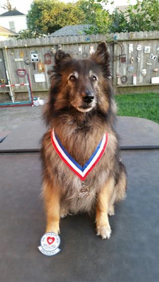 Have you heard? From Chris Irvin : Wizard received his THDX which is his therapy dog excellent title. It takes 200 visits to achieve this title. Wizard started visiting the rehab.