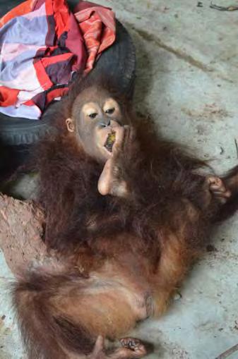 The forest police that brought Mamat expected him to die that night, but our vet Drh. Sriyanto, pulled him through!