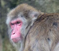 macaques the is