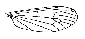 Key to Genera and Sub-Genera 1. Wing very broad, entirely covered in dense hairs (macrotrichia). Ula - Wing not especially broad, without hairs. 2 2.