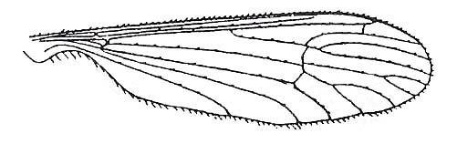 2. R4+5 short making a short stalk to the second submarginal cell. Coxite with dorsal slit, style with crest more strongly raised. Wing length 5.5-7mm.