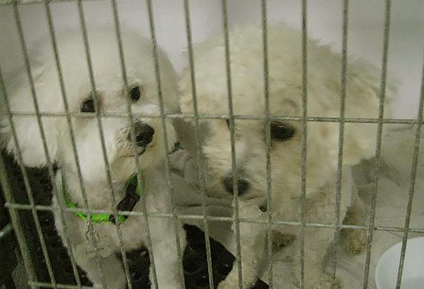 Where were we going to put 10 bichons within less than 24 hours? I truly believed that another miracle had to happen!