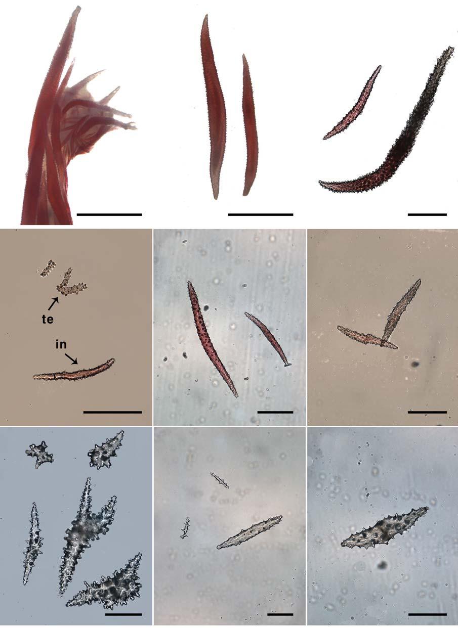 Four New Records of Dendronephthya Species from Korea A B C D E F G H I Fig. 3. Sclerites of Dendronephthya (Dendronephthya) koellikeri.