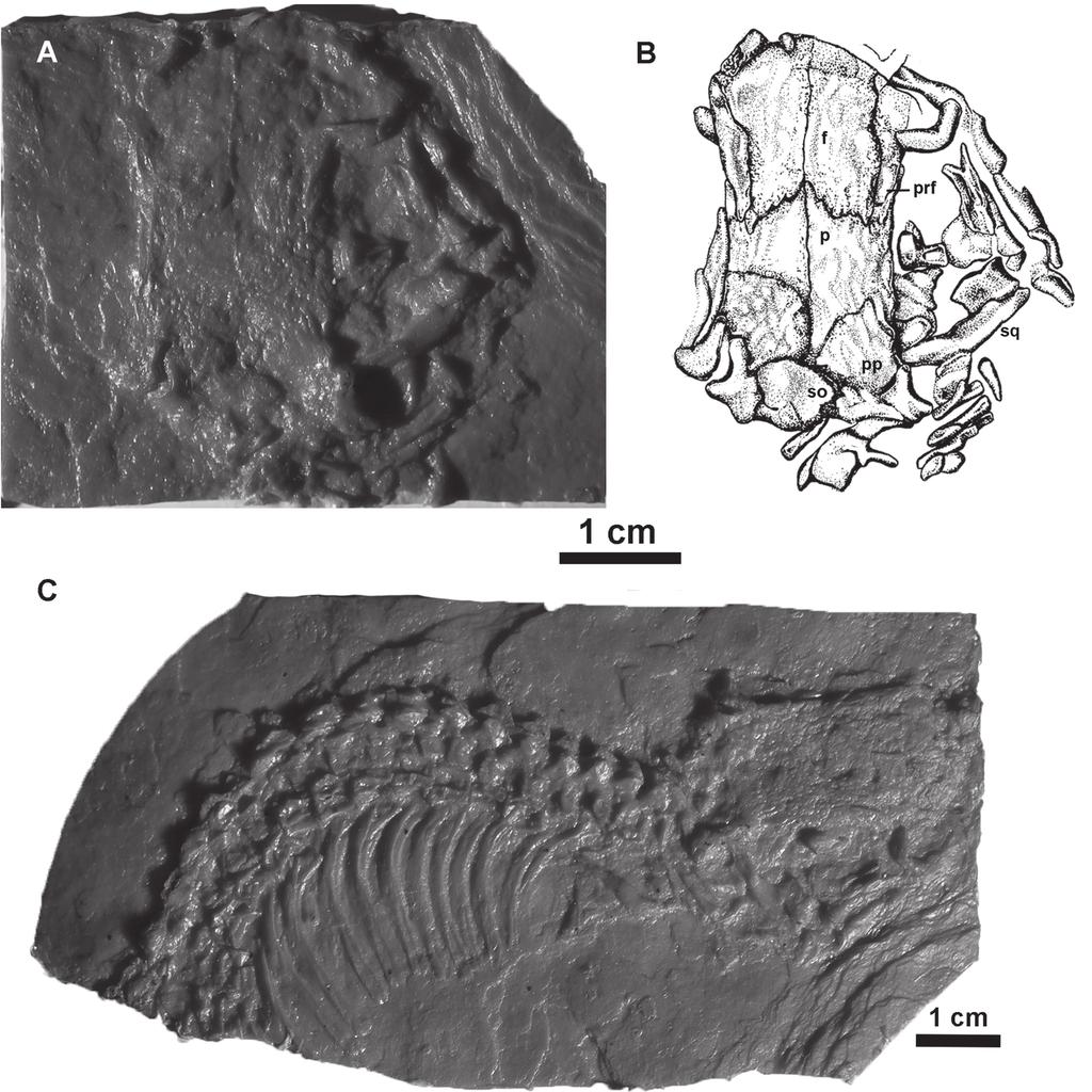 Mann Cranial ornamentation of Brachydectes newberryi Figure 1. Brachydectes newberryi YPM VPPU 20391. A, latex cast of cranium in dorsal aspect.