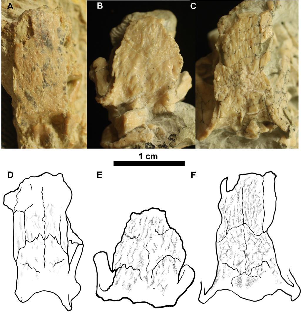 Vertebrate Anatomy Morphology Palaeontology 6:91-96 show weak dermal ornamentation on their crania that include very fine striae and developing pits.