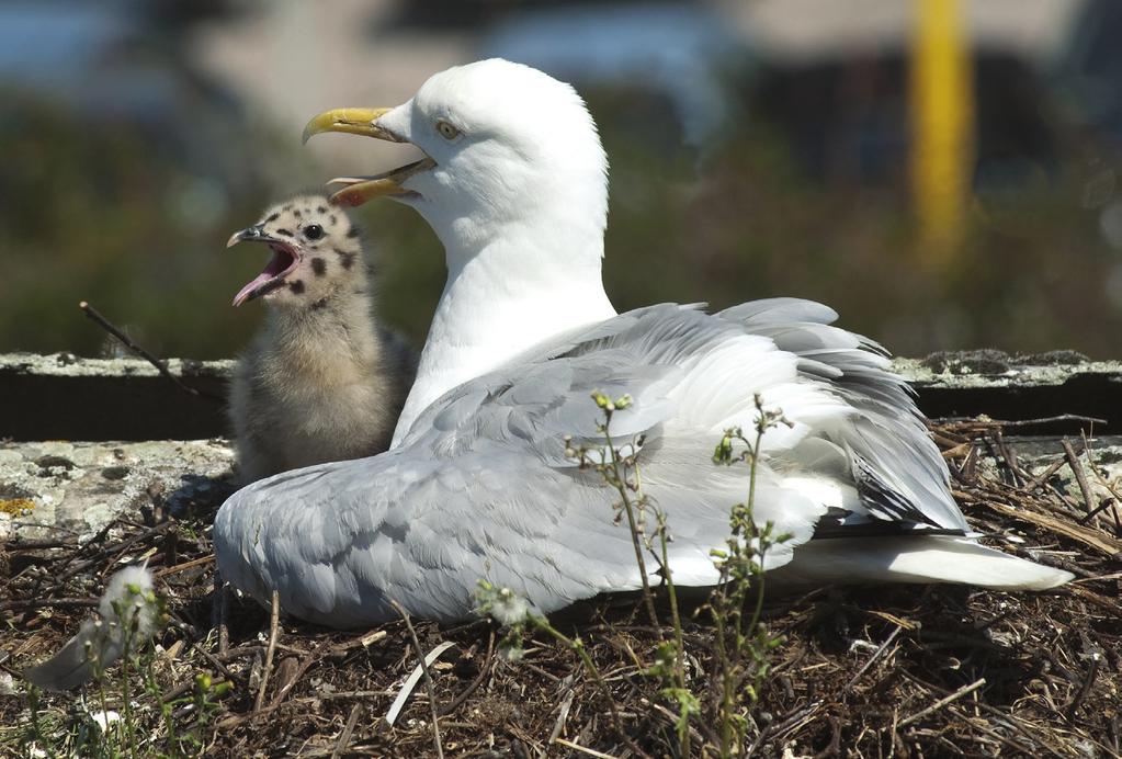 The first chicks appear in early June and stay in the nest for 5-6 weeks. At this stage, parents can become aggressive in defending their nests.