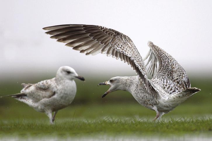 Tackling the Nuisance It takes four years for a gull to reach maturity and breed, and many return to nest where they were born. Gulls live in colonies and once a pair gains a foothold others follow.