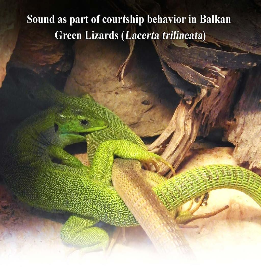 Sound as part of courtship behavior in Balkan Green Lizards (Lacerta trilineata), 2015 Summary Male courtship behavior in lizard species of the genus Lacerta usually begins by gentle biting in the