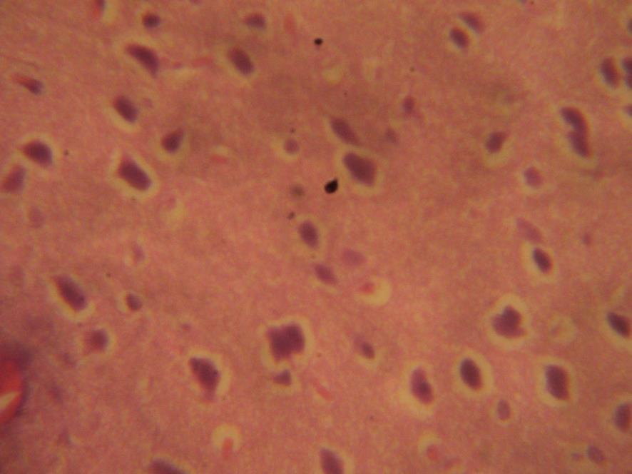 400X PLATE B: Light Photomicrograph sections of prefrontal cortex of the cerebrum (H&E) X400 of the animals administered with 200/mg/kg of Terminalia glaucescens showed