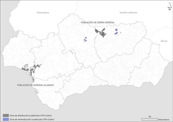 Iberian lynx update 2012 2 a) 1 2 Fig. 1. Distribution of the Iberian lynx Lynx pardinus end of 2011 in Andalucía (above), with 1 x 1 km cells occupied in a) Doñana, and b) in the Sierra Morena.