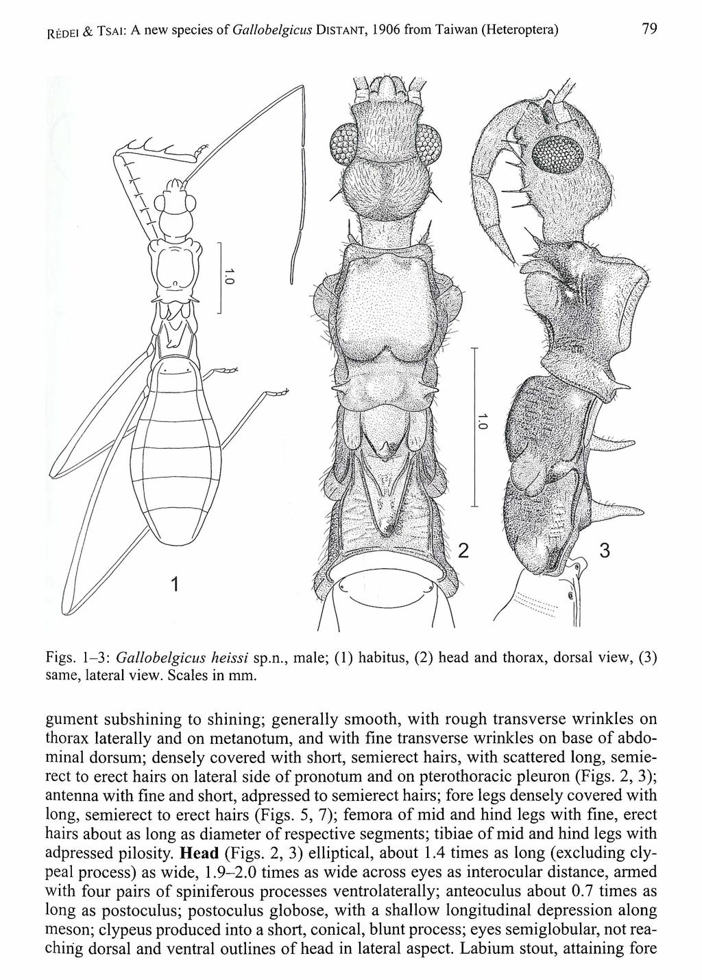 R edei & T s a i: A new species o f Gallobelgicus D i s t a n t, 1906 from Taiwan (Heteroptera) 79 Figs. 1-3: Gallobelgicus heissi sp.n., male; (1) habitus, (2) head and thorax, dorsal view, (3) same, lateral view.