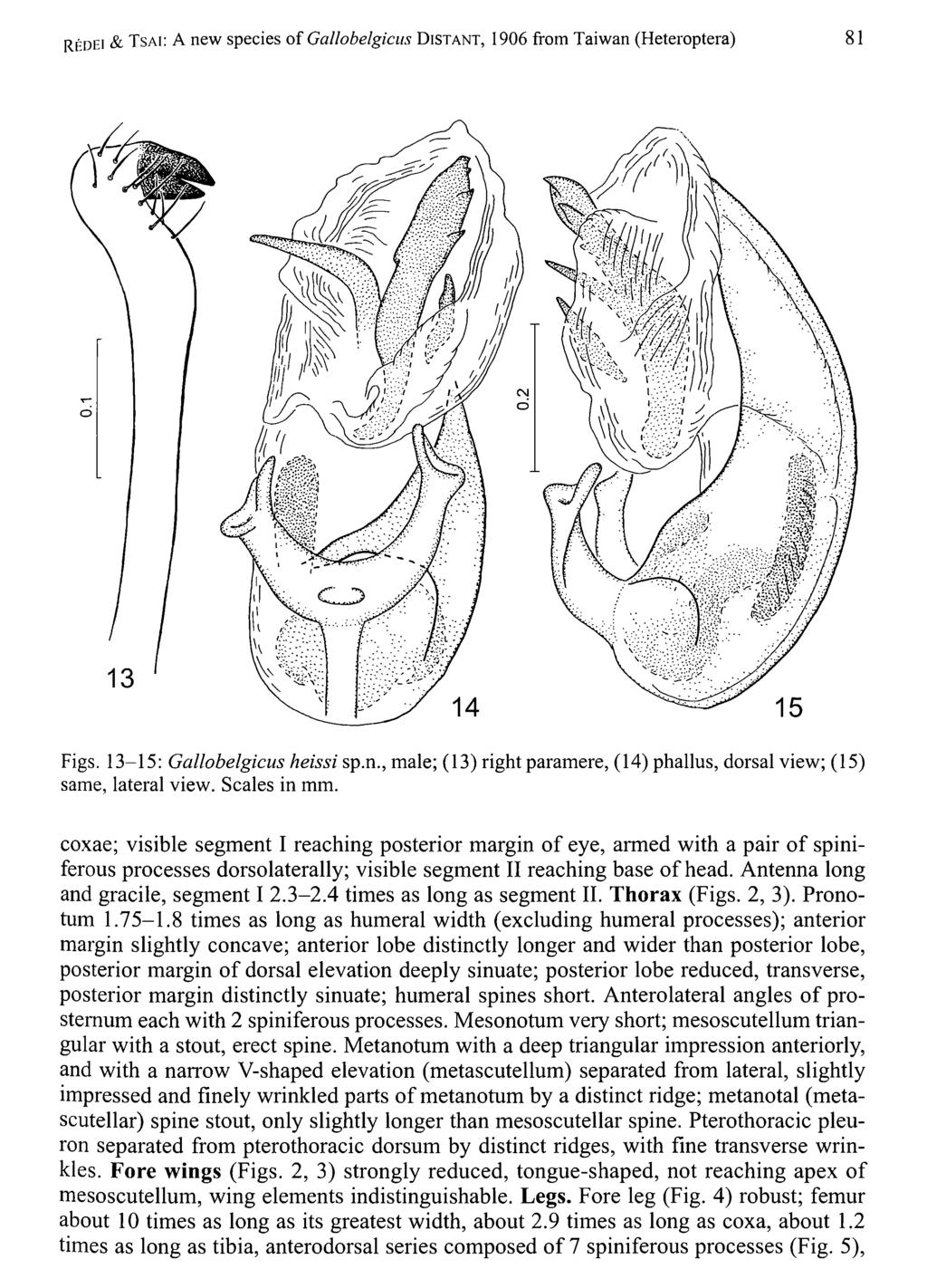 Redei & T sa i: A new species of Gallobelgicus D i s t a n t, 1906 from Taiwan (Heteroptera) 81 Figs. 13-15: Gallobelgicus heissi sp.n., male; (13) right paramere, (14) phallus, dorsal view; (15) same, lateral view.