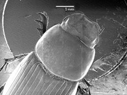 Pronotum distinctly narrowed to base, posterior angles absent (Fig. 46).... Stenotothorax Schmidt (in part) 27'.