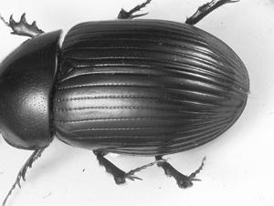base 51 Figure 75. Nialaphodius nigrita. Figure 76. Oscarinus windsori. 49(48).