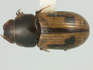 61(60). Body length 4 mm or less. Each elytron yellow with 2 large black marks and a dark sutural margin (Fig. 92). Southwestern North America Pardalosus Gordon and Skelley (in part) 61'.