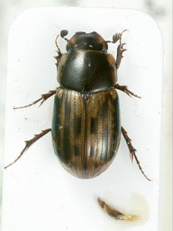 67(65). Pronotum dark, elytra variously spotted with yellowish marks (Fig. 100-101).