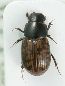 ... Agrilinus (s.l.) Mulsant and Rey (in part) 67'.