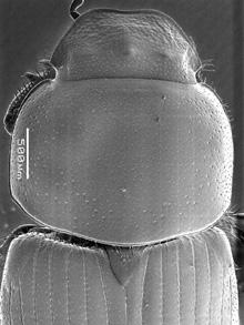 Pronotum broad and explanate, often reflexed with lateral shelf, usually with depression near posterior angles 77 76'.