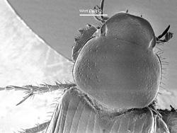 78(76). Pronotum with lateral fringe of long setae easily visible in dorsal view (Fig. 118).