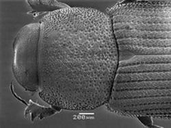 18(17). Anterior angles of pronotum not explanate (Fig. 28). Mexico, southern Arizona.. Neotrichonotulus Dellacasa, Gordon and Dellacasa 18'. Anterior angles of pronotum narrowly explanate (Fig. 29).