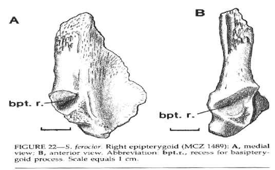 24 are present. Ventral to the facets the bone becomes thinner, still retaining a rounded anterior surface.