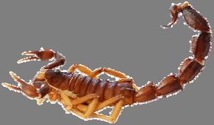 Parabuthus granulatus identified as the most venomous scorpion in South Africa: Motivation for the development of a new antivenom GJ Muller, HT Modler, CA Wium, DJH Veale, JM van Zyl Division of