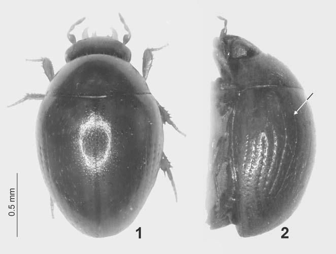 Acta Entomologica Musei Nationalis Pragae, 45, 2005 61 Figs. 1-7. Pacrillum cycrilloideum sp. nov.