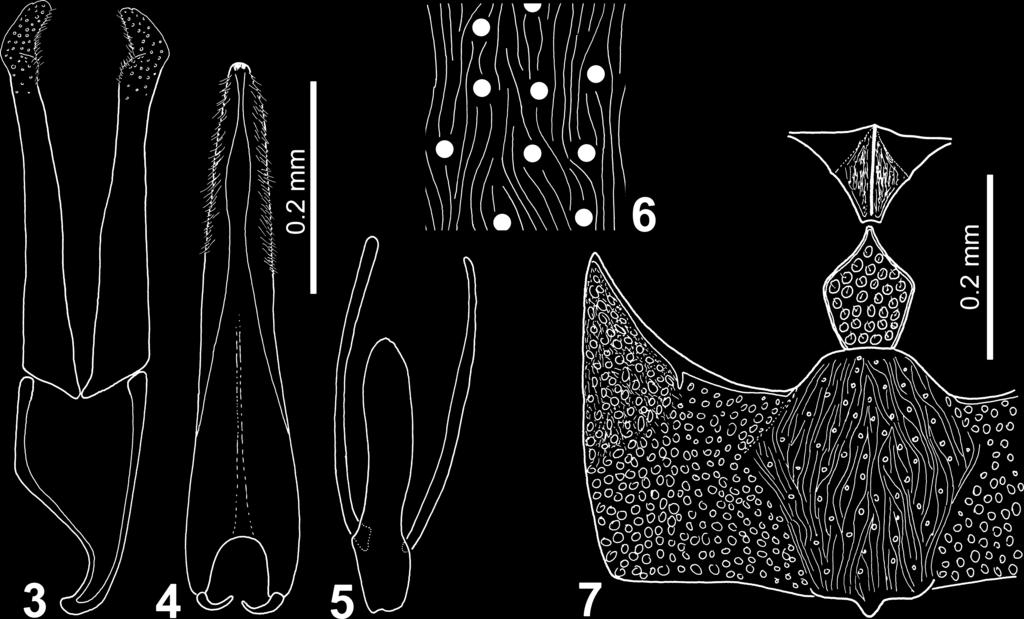 3-5 male genitalia of holotype. 3 tegmen; 4 median lobe; 5 sternite 9.