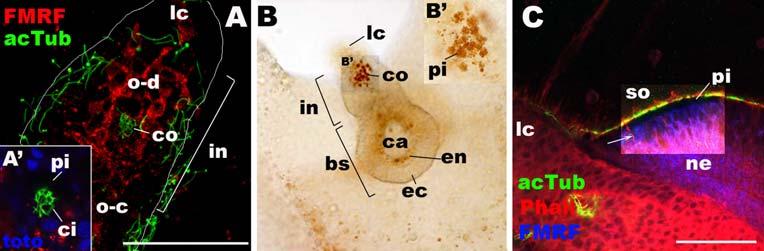 Dev Genes Evol (2009) 219:301 317 313 Fig. 7 Light microscopic examinations of developing ocelli in Aurelia sp. 1. a, b Ephyra. c Metephyra.