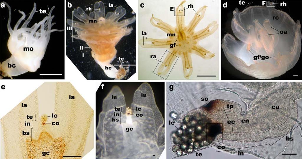 302 Dev Genes Evol (2009) 219:301 317 of two sister clades, anthozoans (e.g., corals and sea anemones) and medusozoans (e.g., jellyfishes) (Collins 2002).