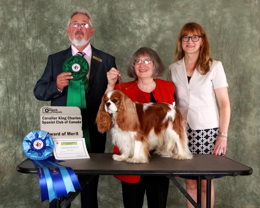 Percy (CKC GCH Brubrook What Dreams May Come AKC CGC) was invited to represent Ontario at our Canadian national