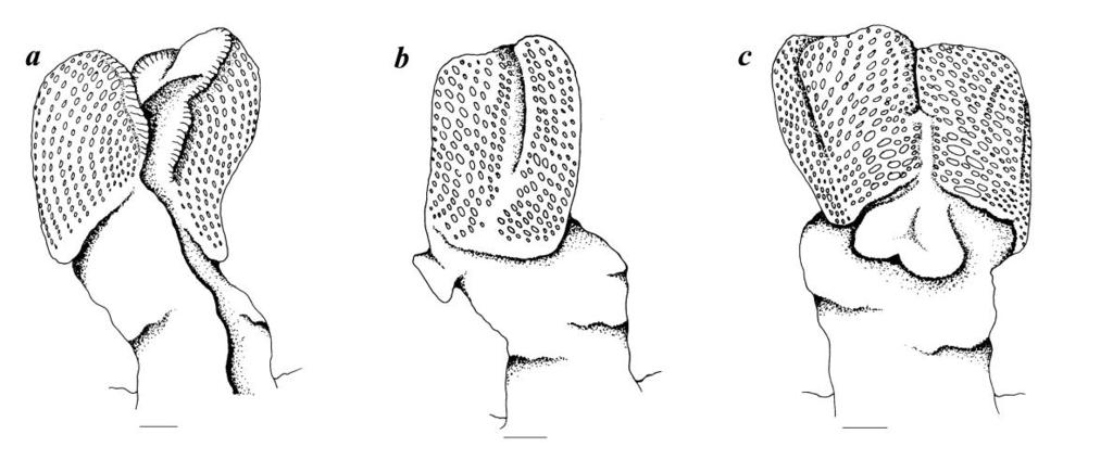 Hemipeneal morphology of Sri Lankan dragon lizards 121 Figure 17. Calotes nigrilabris: WHT 0510, 85.9 mm SVL, a, dorsal view; b, left lateral view; c, ventral view. Scale bar: 1 mm.