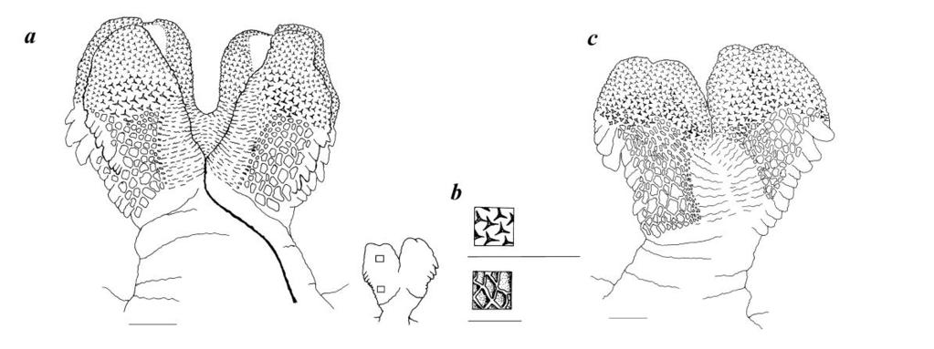 3 mm SVL, a, dorsal view; b, dorsal ornamentation; c, ventral view; d, ventral