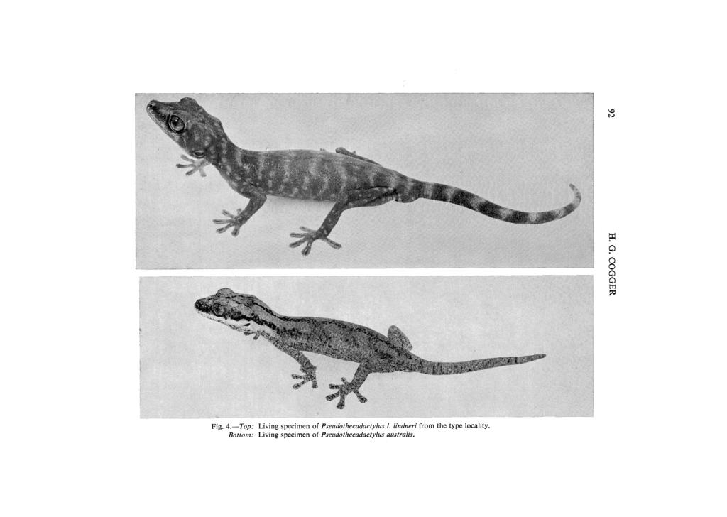 \0 IV p:: p (l o Cl Cl tti :::c Fig. 4.-Top: Living specimen of Pseudothecadactylus l.