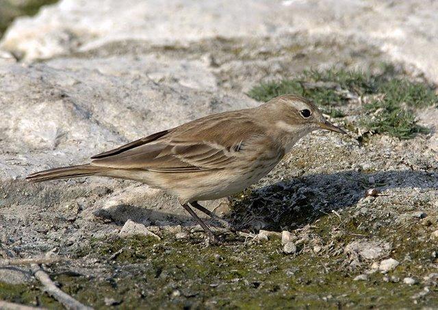 malar stripe; all in all an absolute classic example of a non-breeding plumaged Water Pipit. Above: 'Eastern' Water Pipit (coutelli), Bahrain (Adrian John Drummond-Hill).