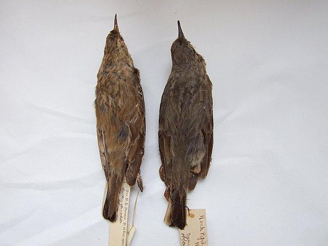 Above: Non-breeding plumaged Water Pipit (left, spinoletta) and Rock Pipit (right, petrosus), The Manchester Museum (Ian McKerchar).
