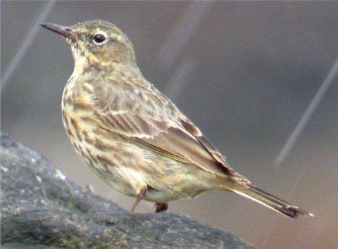 Rock Pipit (littoralis and petrosus) in BREEDING plumage Above two and below one images: Scandinavian Rock Pipit (littoralis), Audenshaw Reservoirs, April 2006 (Rob Adderley).