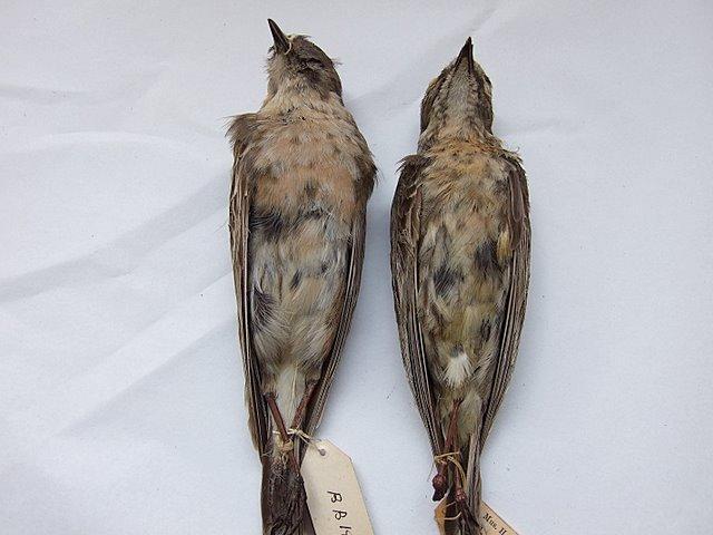 Above: Breeding plumaged Water Pipit (left, spinoletta) and Scandinavian Rock Pipit (right, littoralis, a specimen from Norway in June), The Manchester Museum (Ian McKerchar).